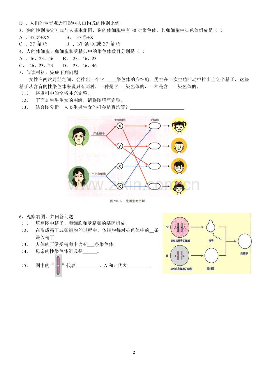 第三节人的性别决定.doc_第2页