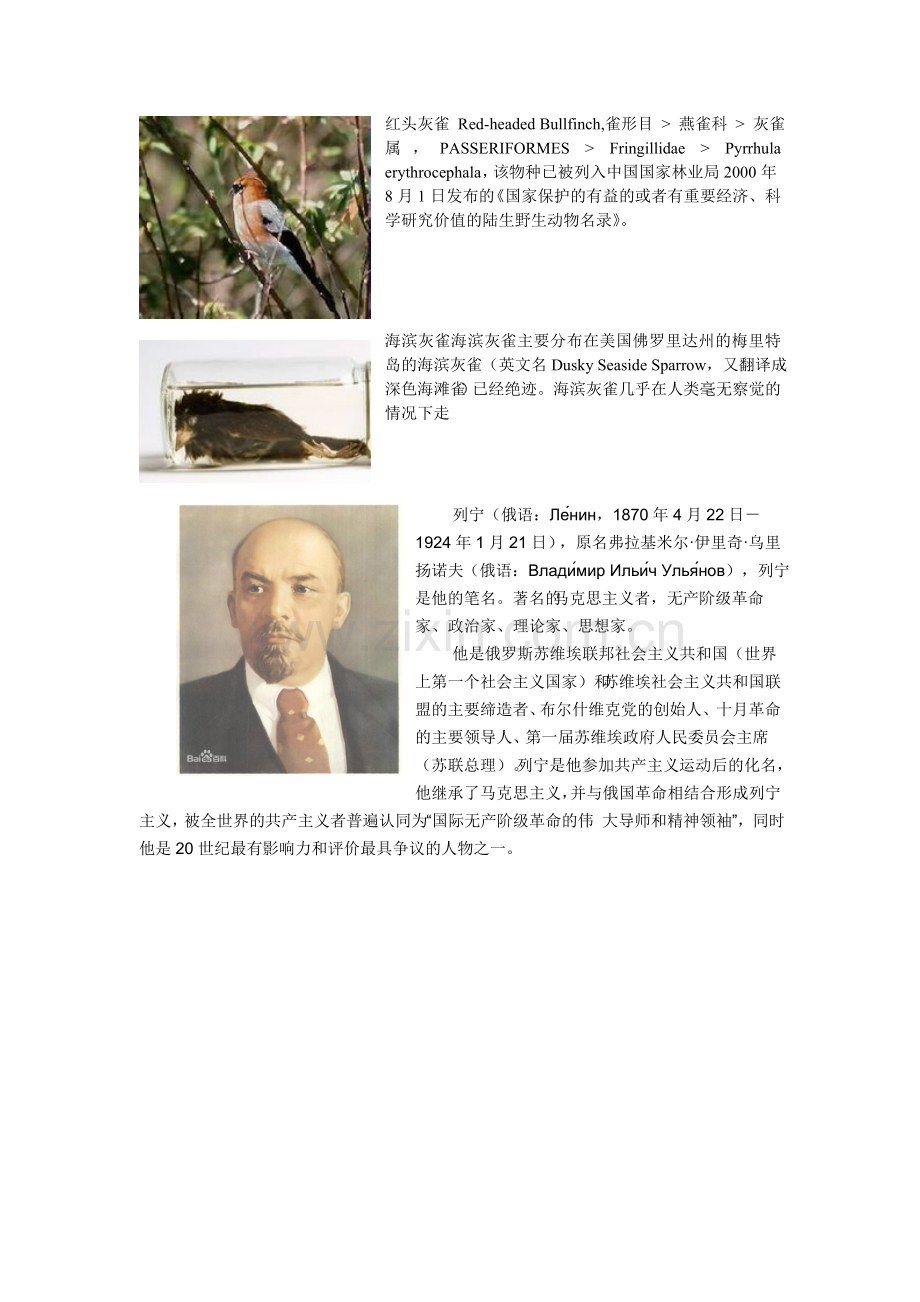 灰雀列宁资料.doc_第2页