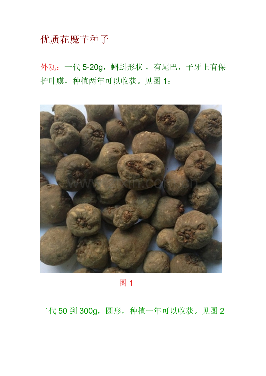 魔芋种子.doc_第1页