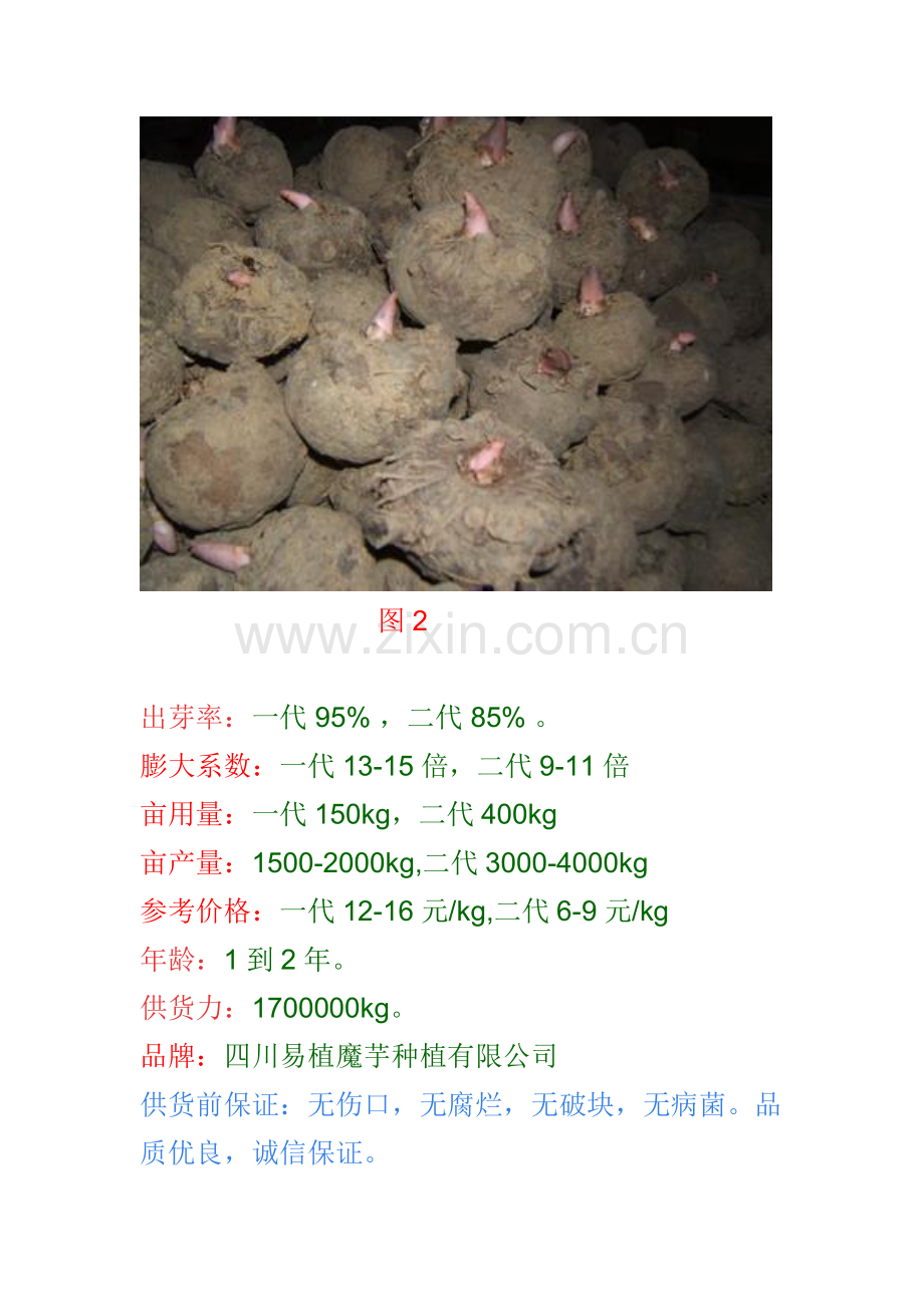 魔芋种子.doc_第2页
