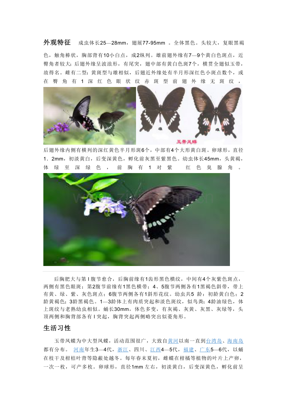 玉带凤蝶.doc_第2页