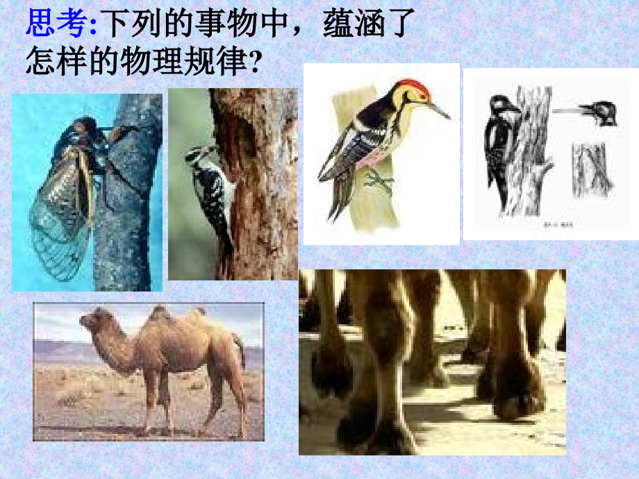 八年级物理下册第九章第一节“压强”课件.ppt_第2页