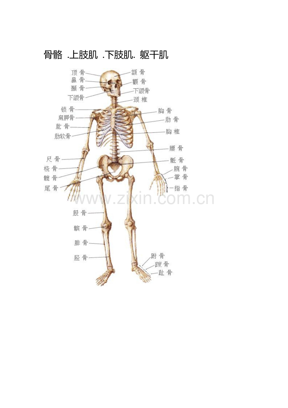 骨骼 .上肢肌 .下肢肌. 躯干肌.doc_第1页