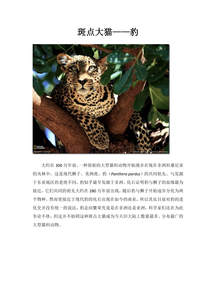 斑点大猫1.doc_第1页