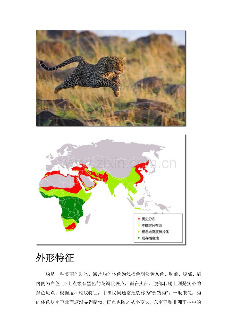 斑点大猫1.doc_第2页