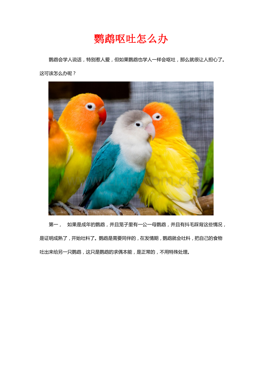 鹦鹉呕吐怎么办.docx_第1页