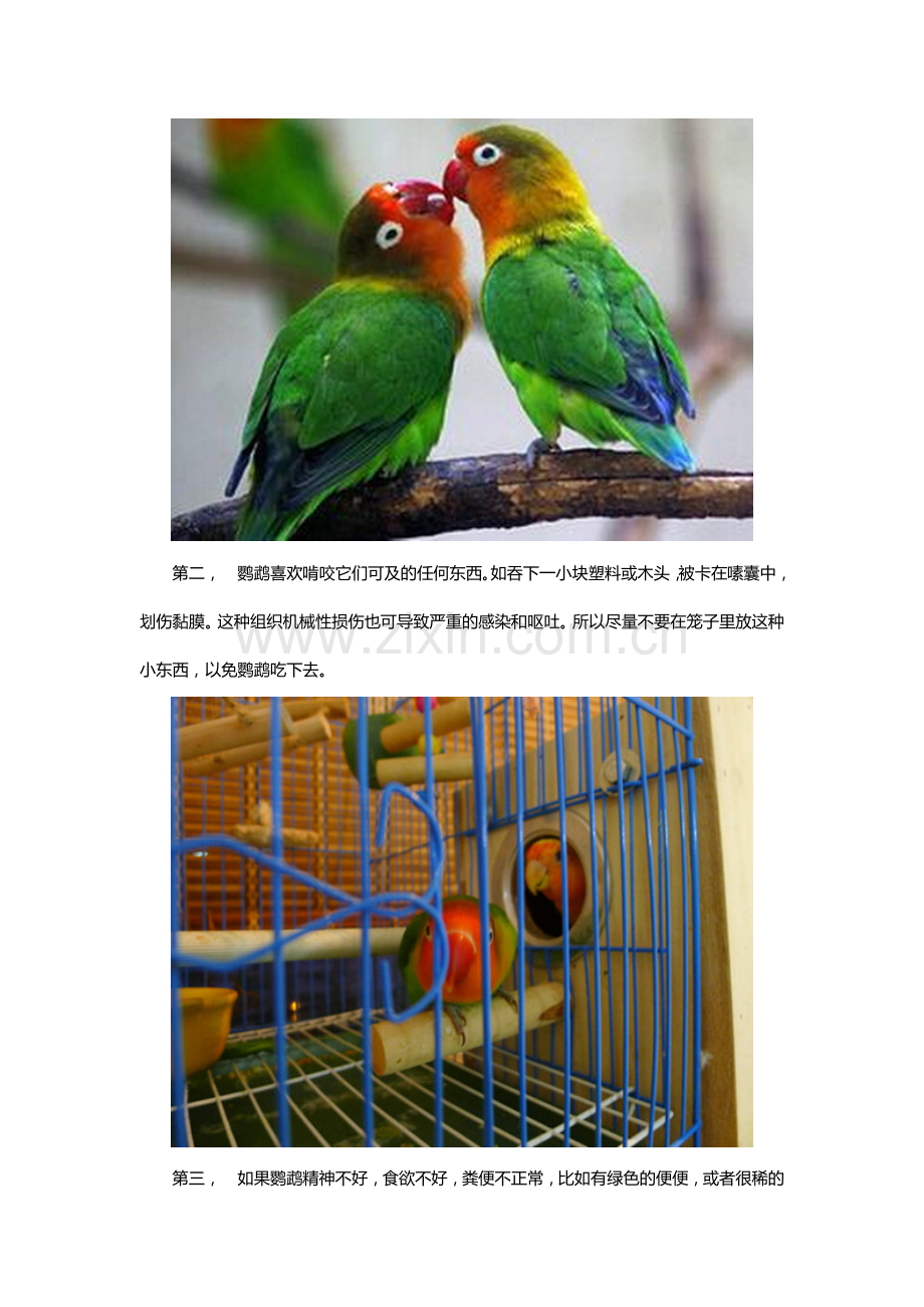 鹦鹉呕吐怎么办.docx_第2页