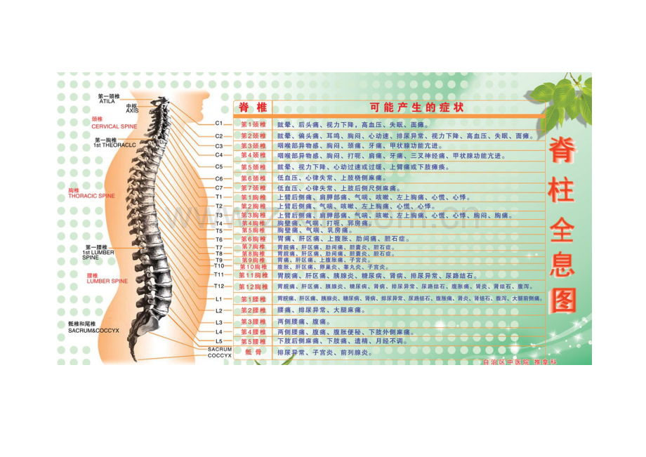 脊椎全息图.docx_第1页