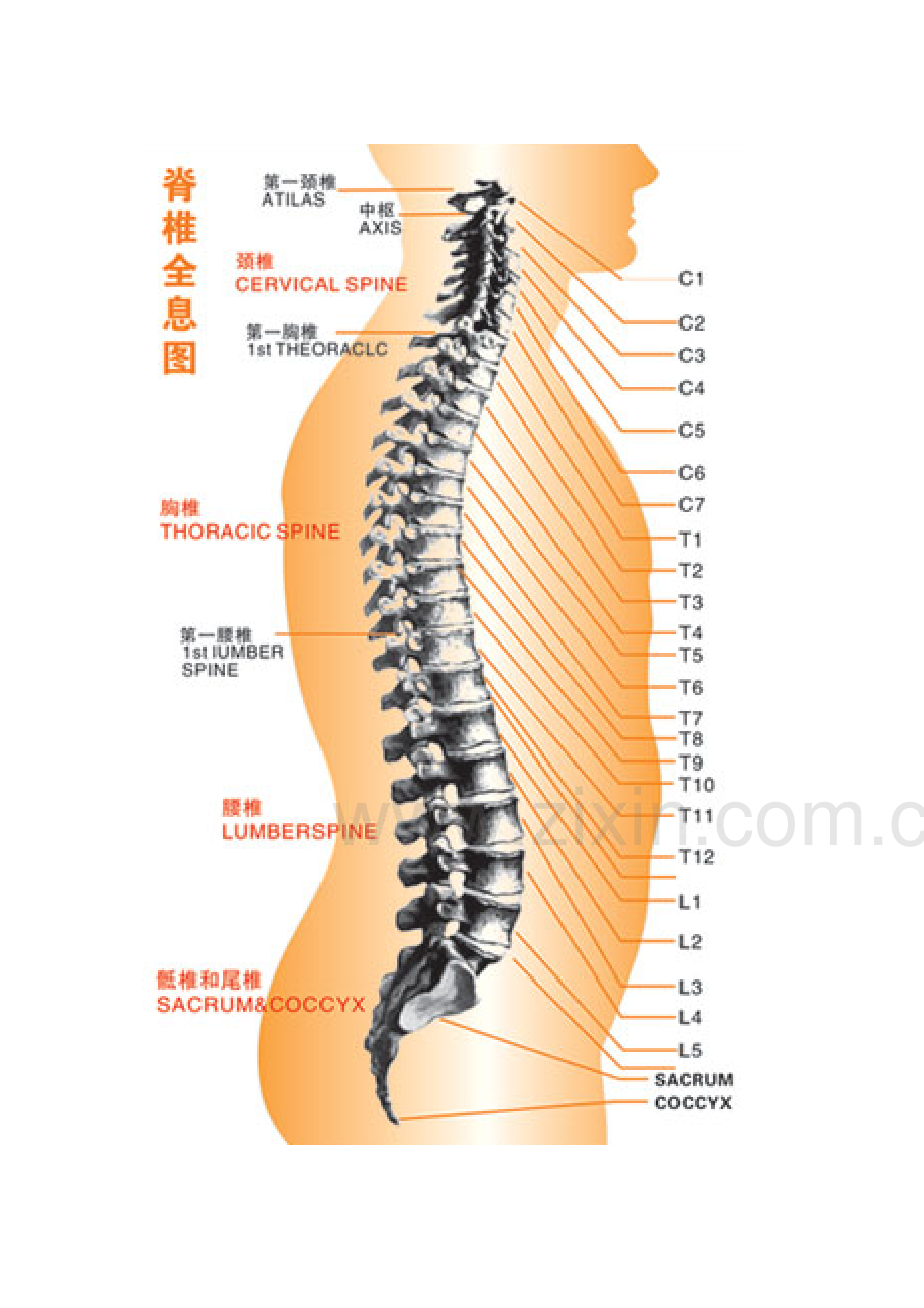 脊椎全息图.docx_第2页