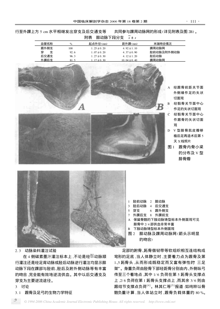 逆行岛状V 型腓骨肌皮瓣修复后足缺损的应用解剖.pdf_第2页