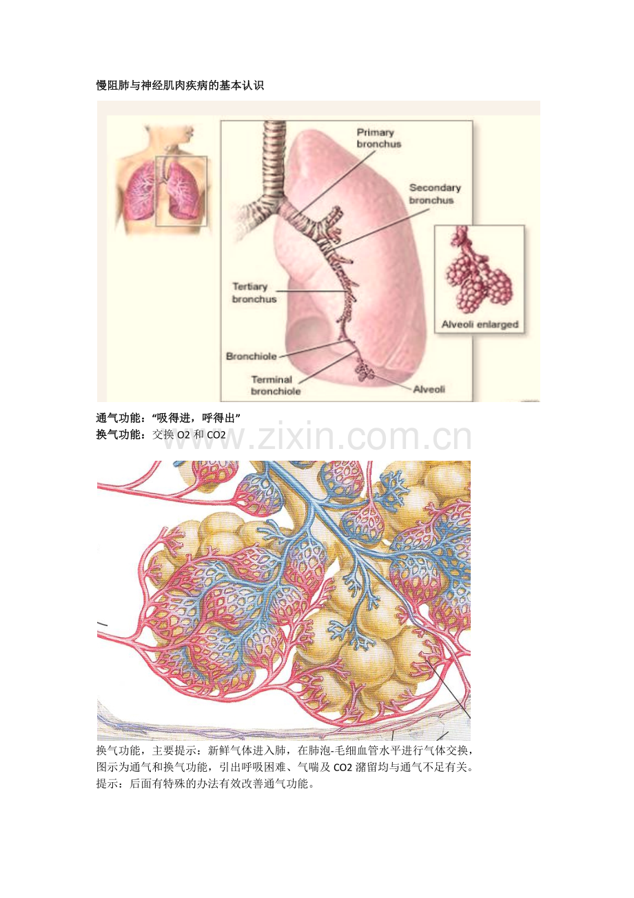 慢阻肺与神经肌肉疾病的基本认识.docx_第1页