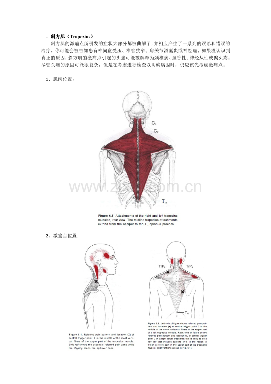 激痛点和肌肉疼痛自我按摩治疗(18)颈后痛.pdf_第2页