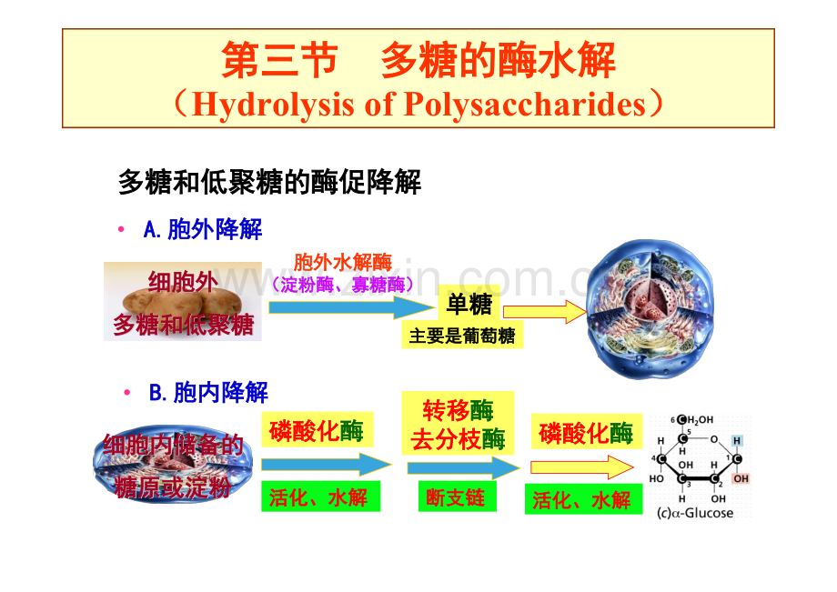 第六章-3 糖代谢A.pdf_第1页