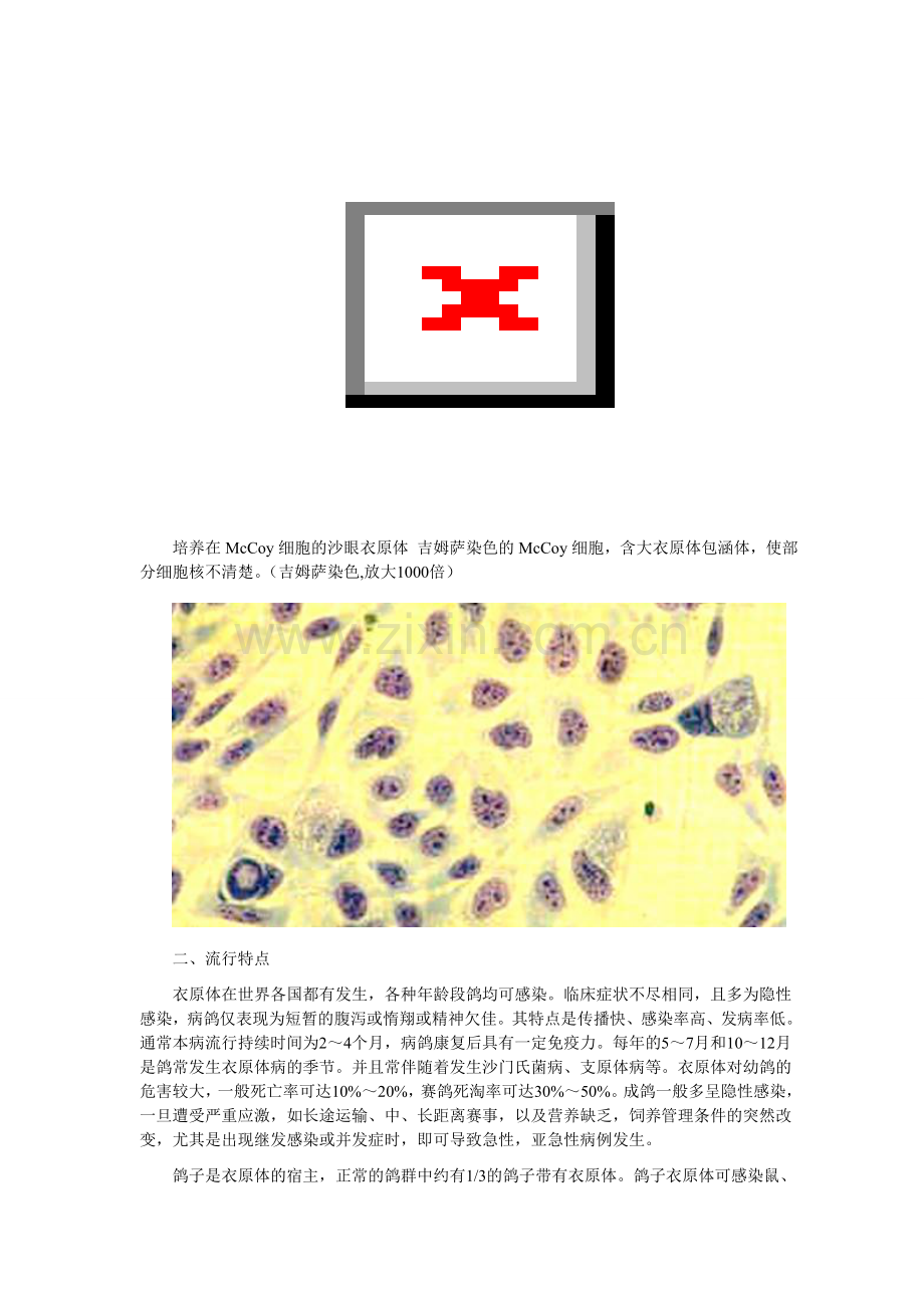 鸽衣原体病诊治.doc_第2页
