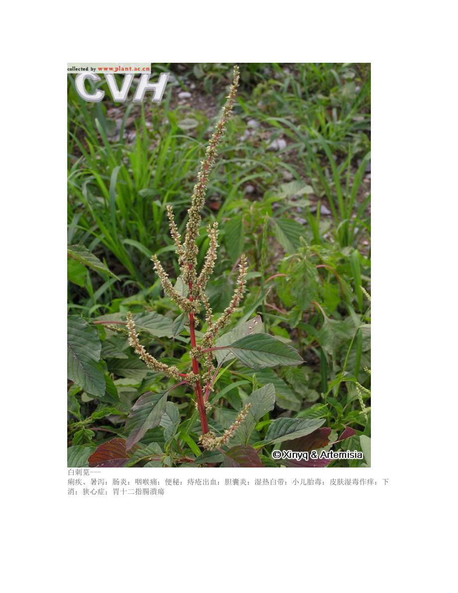 中草药新医疗法处方集.doc_第2页