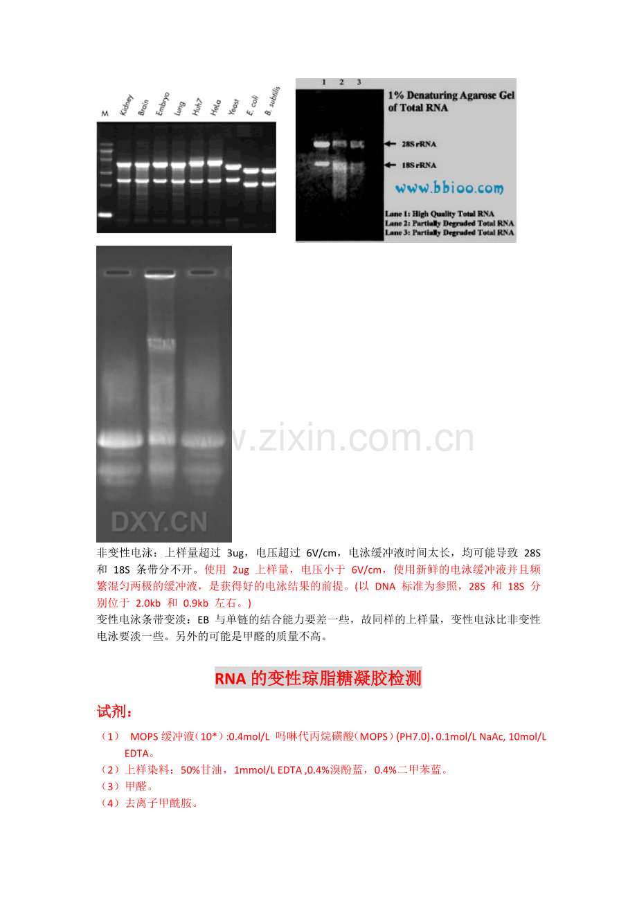 RNA的变性电泳原理.doc_第2页