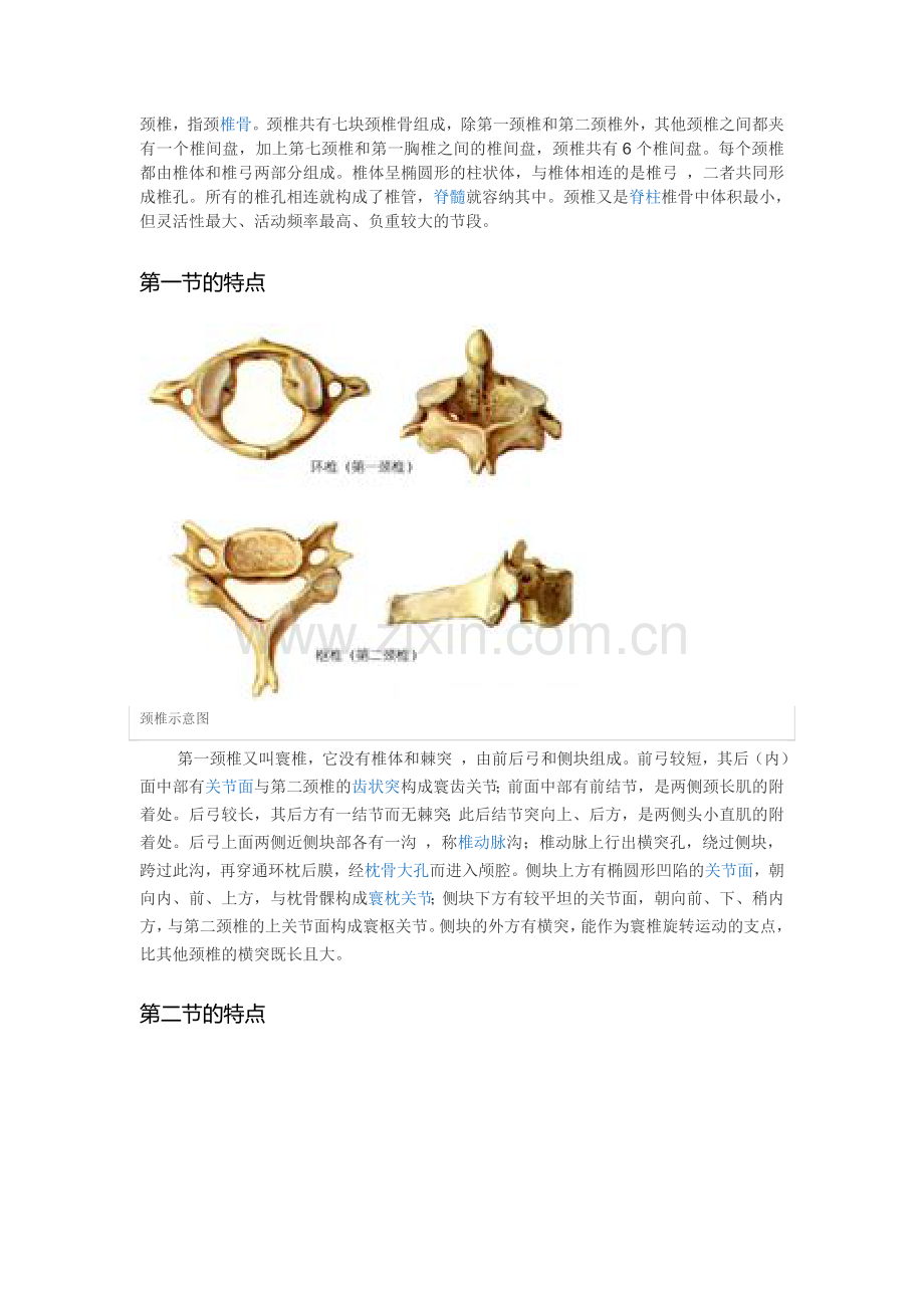 颈椎病的生理和解剖.doc_第1页