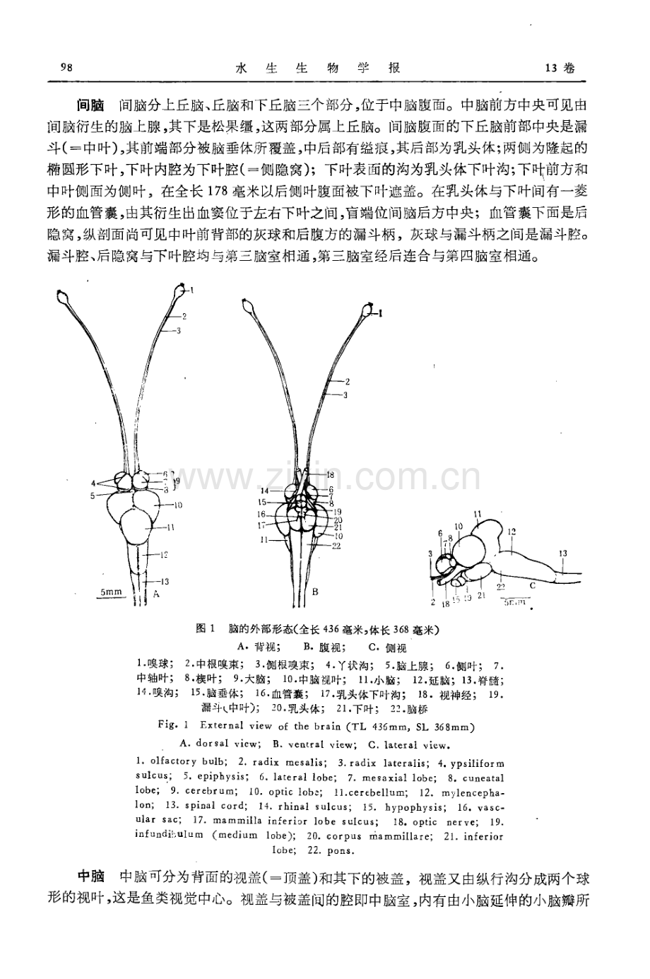 草鱼脑的发育和结构.pdf_第2页