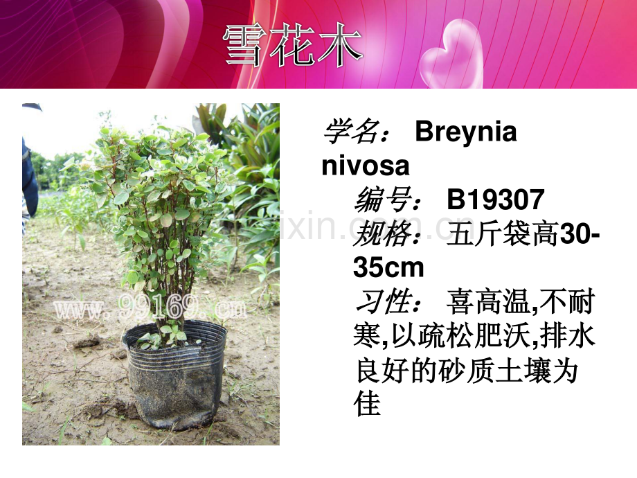广东花木,绿化苗木,中山花卉之雪花木,鸭脚木,洋金凤,野牡丹.pdf_第2页