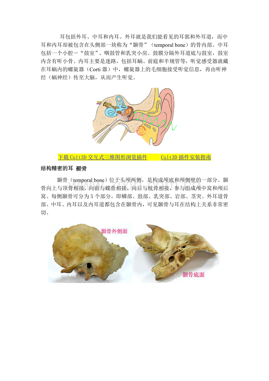 听觉-听觉器官结构.doc_第2页