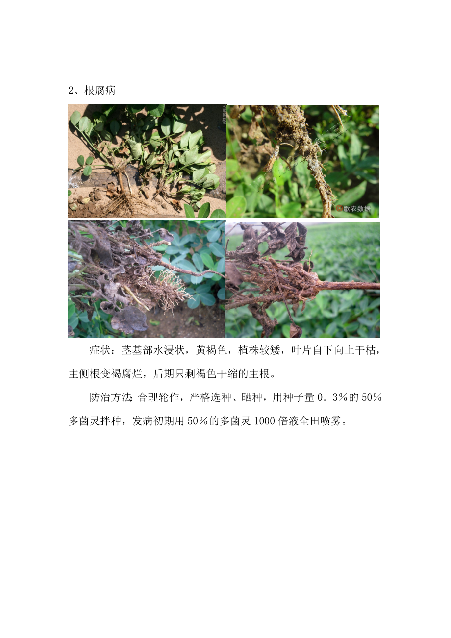 花生常见病虫害.doc_第2页