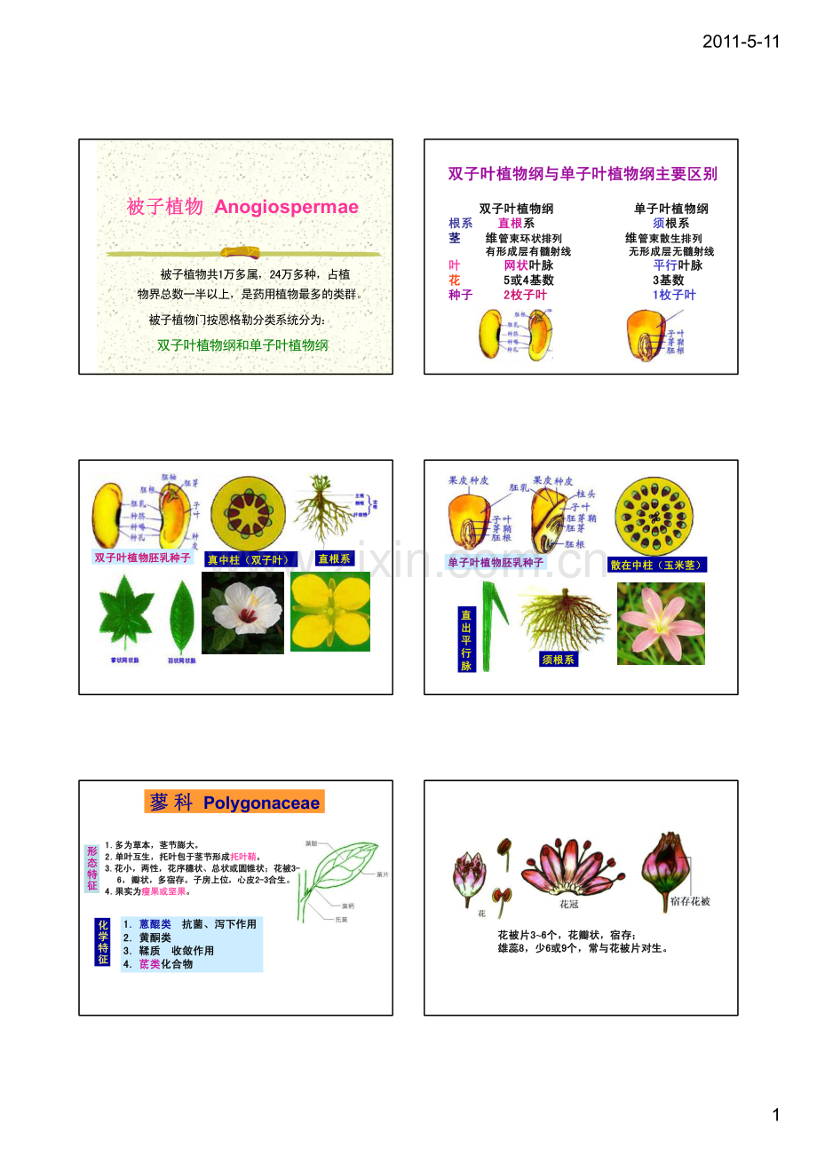 第四章根与根茎类(蓼科5).pdf_第1页