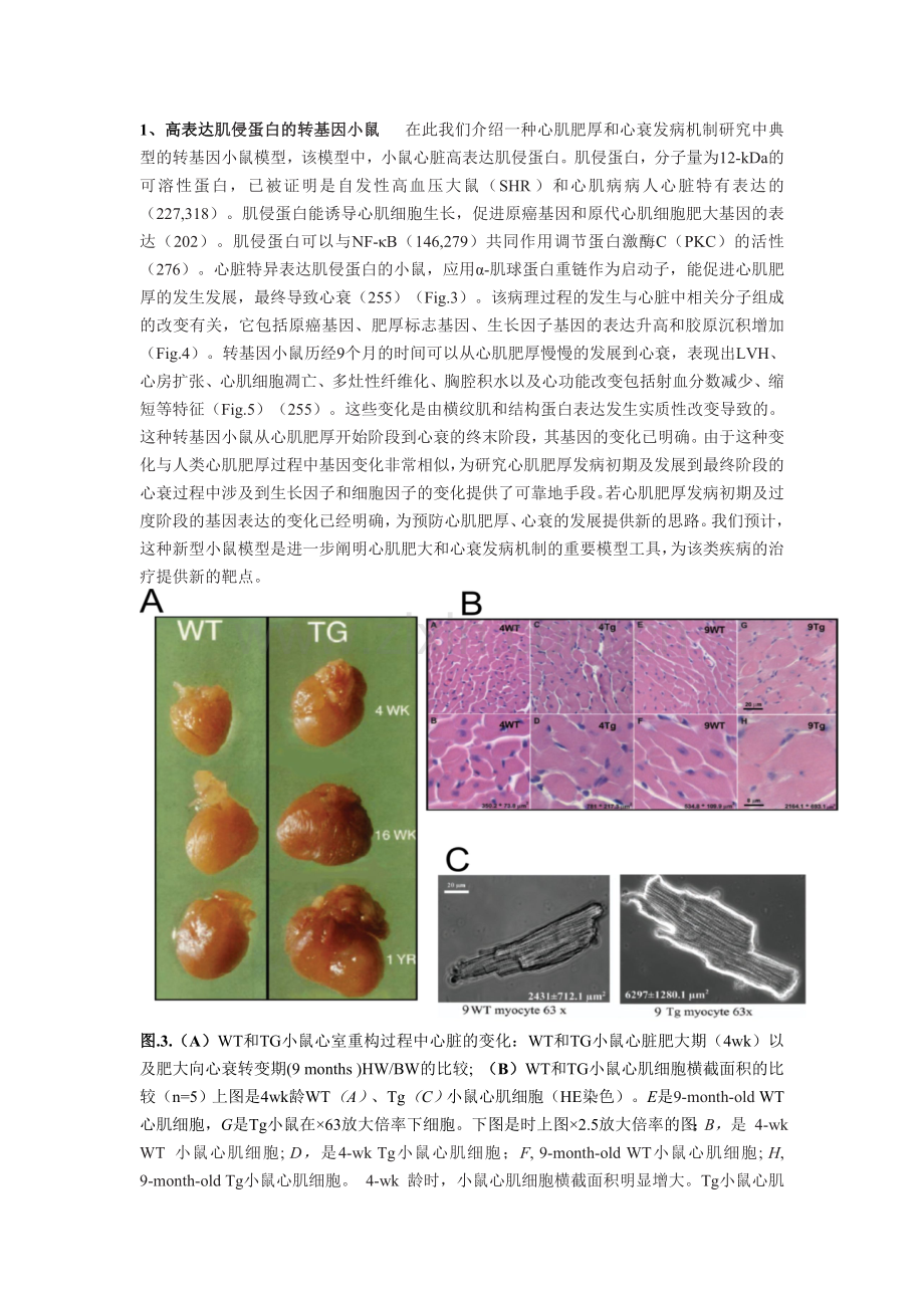 实验动物心肌肥厚模型.doc_第2页