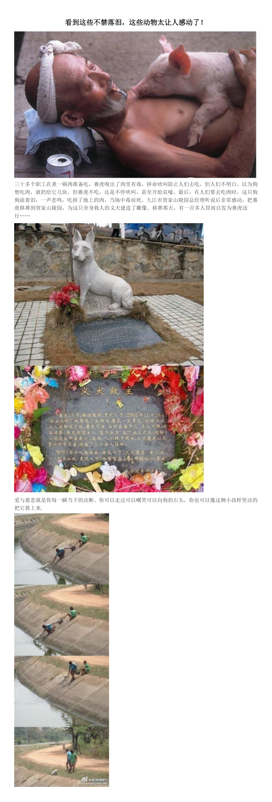 看到这些不禁落泪,这些动物太让人感动了!.doc_第1页