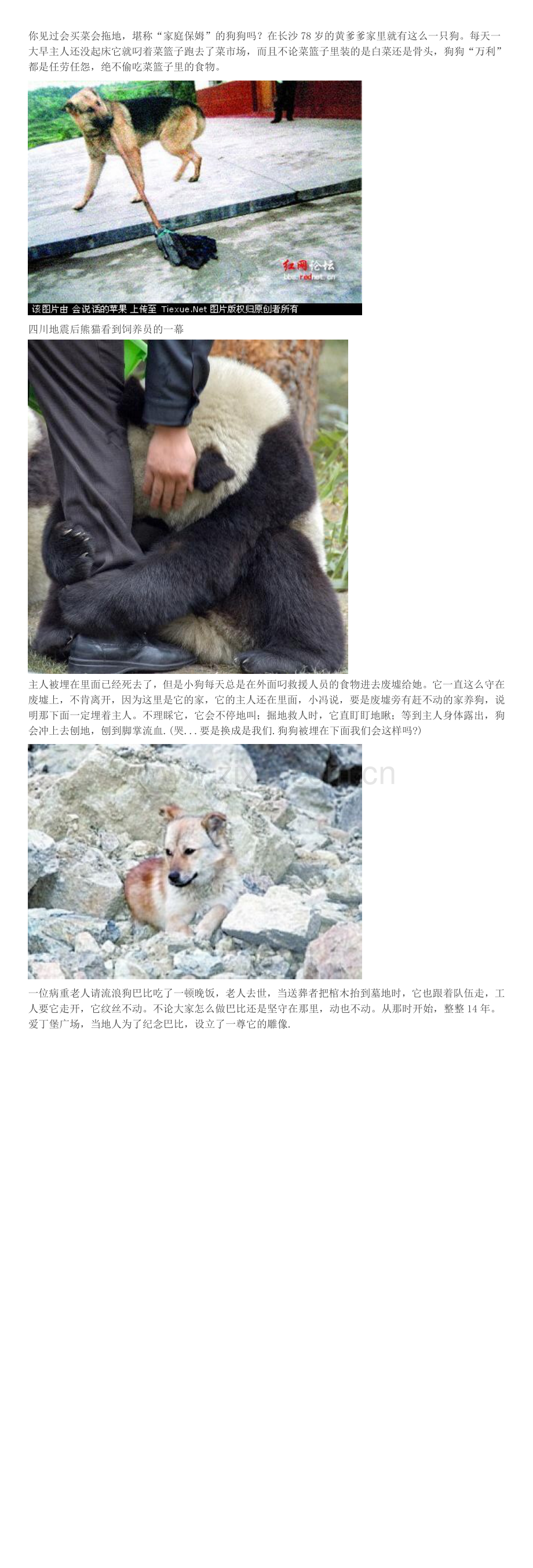 看到这些不禁落泪,这些动物太让人感动了!.doc_第2页