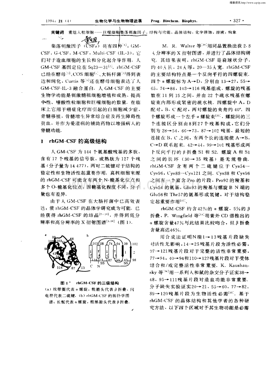 重组人巨噬细胞集落刺激因子的结构与功能.pdf_第2页