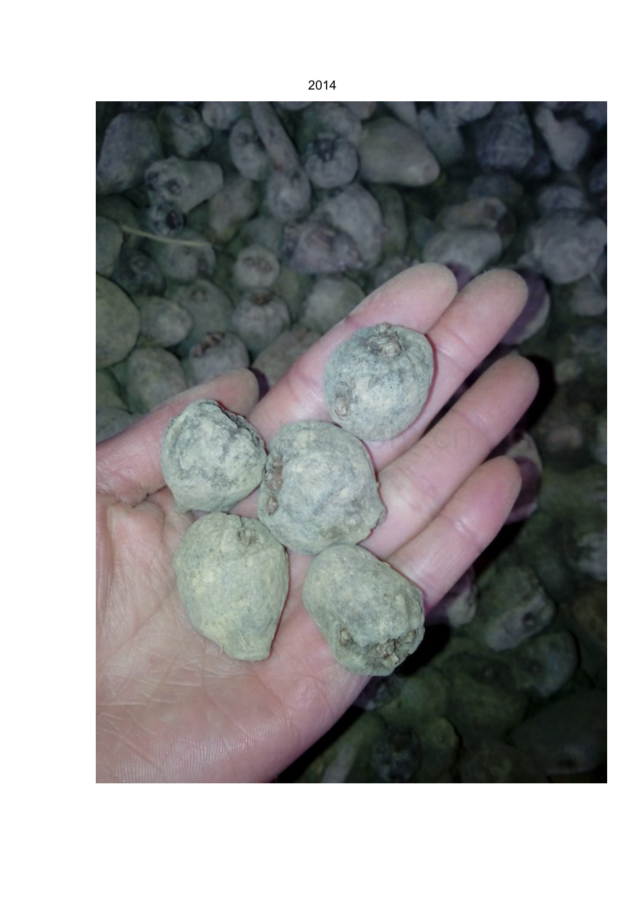 碱性土壤如何改良.doc_第2页