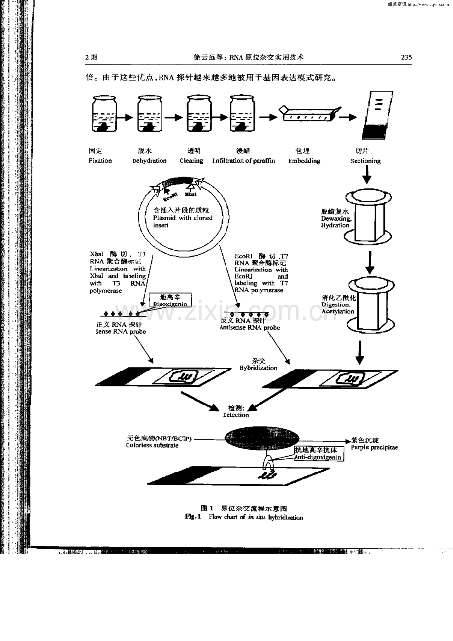 RNA原位杂交实用技术.pdf_第2页