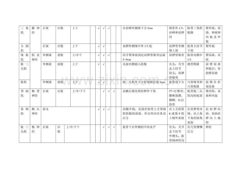 肌肉的神经支配.doc_第2页