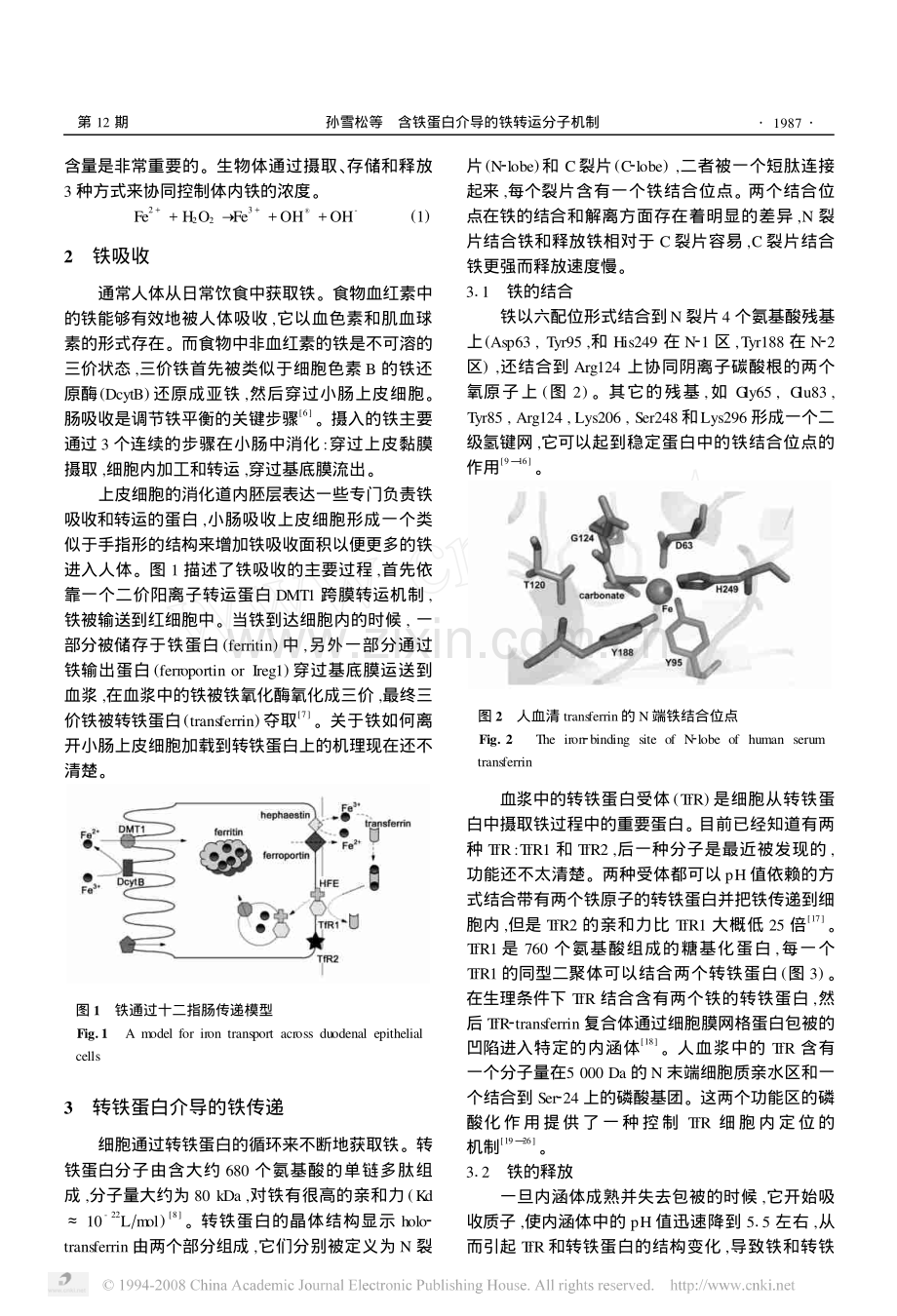 含铁蛋白介导的铁转运分子机制.pdf_第2页