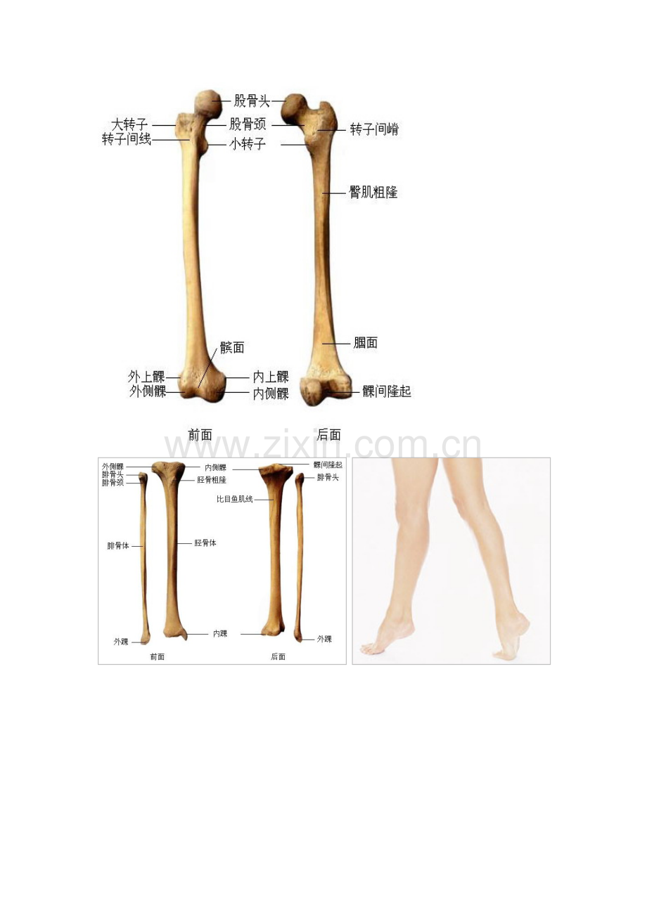 下肢骨骼.doc_第1页