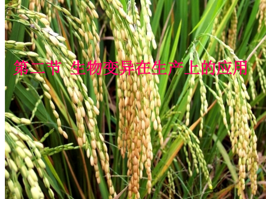 高二生物《第四章第2节生物变异在生产上的应用》课件.ppt_第1页