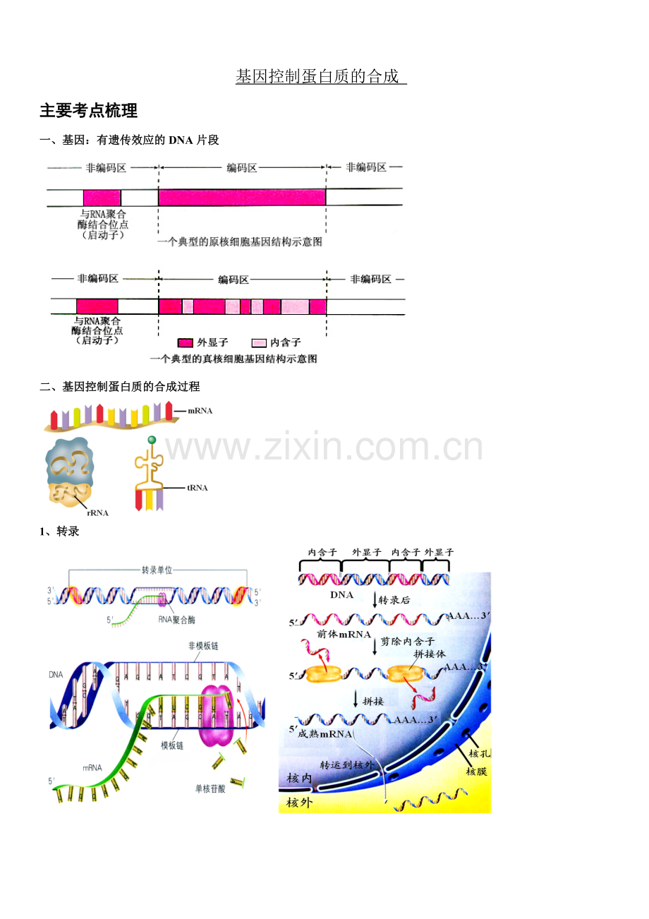 基因控制蛋白质的合成习题及答案详解.doc_第1页