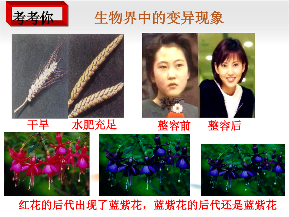 科学·技术·社会　基因治疗.ppt_第2页