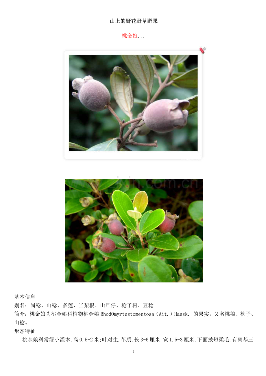 山上的野花野草野果(超多图).pdf_第1页