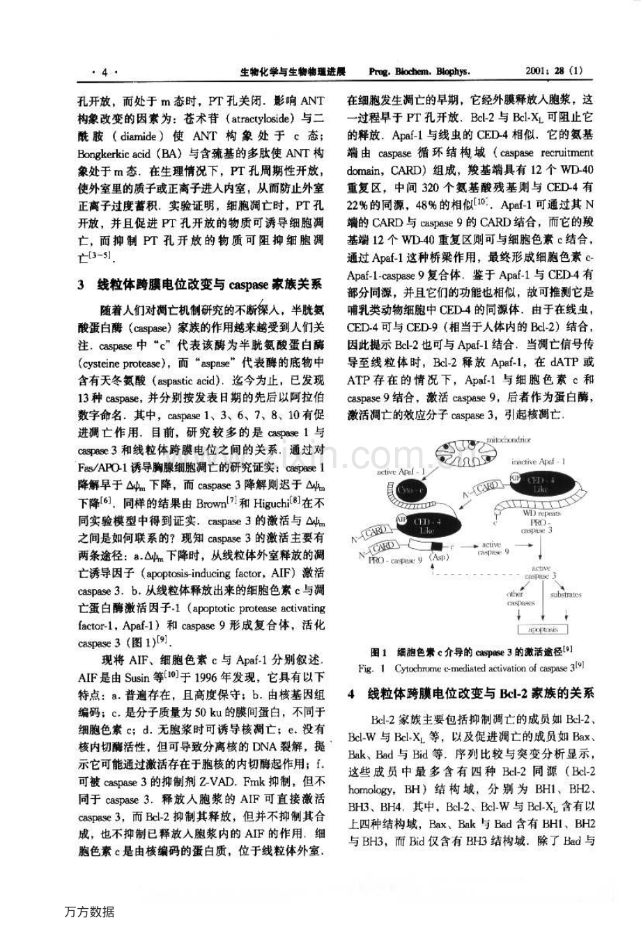 线粒体跨膜电位与细胞凋亡.pdf_第2页