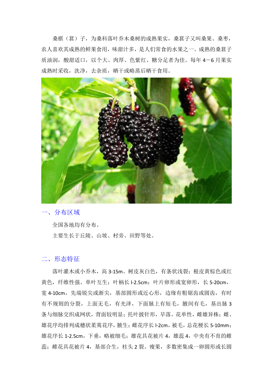 桑椹子的功效及食用方法.pdf_第1页