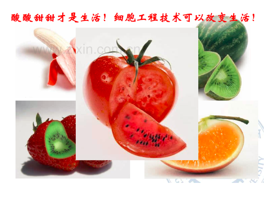 细胞融合与细胞杂交.pdf_第1页