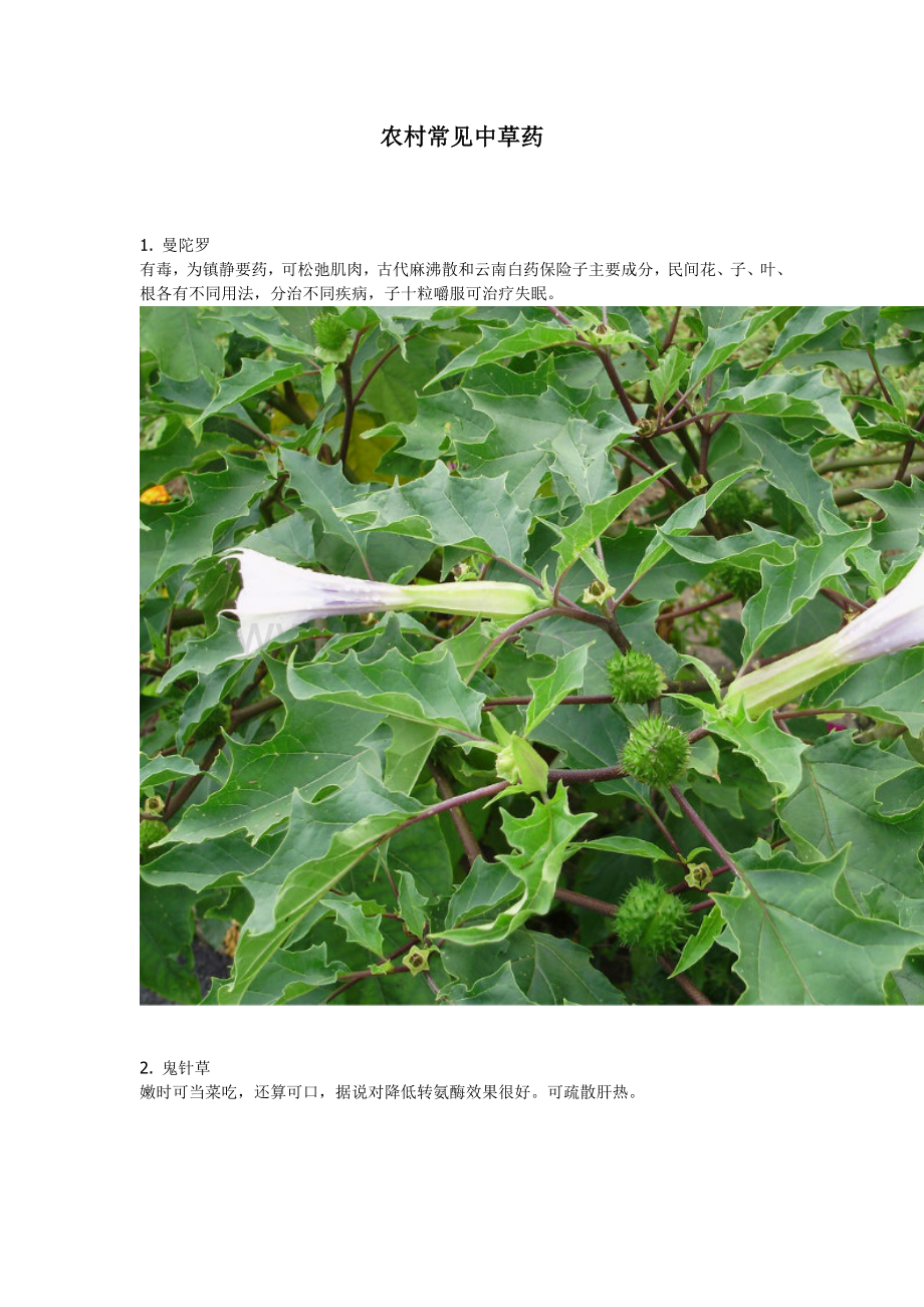 农村常见中草药.doc_第1页