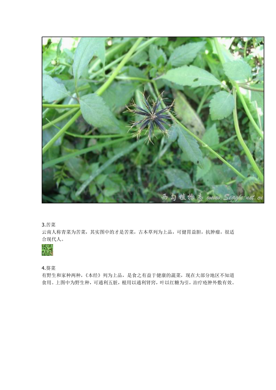 农村常见中草药.doc_第2页