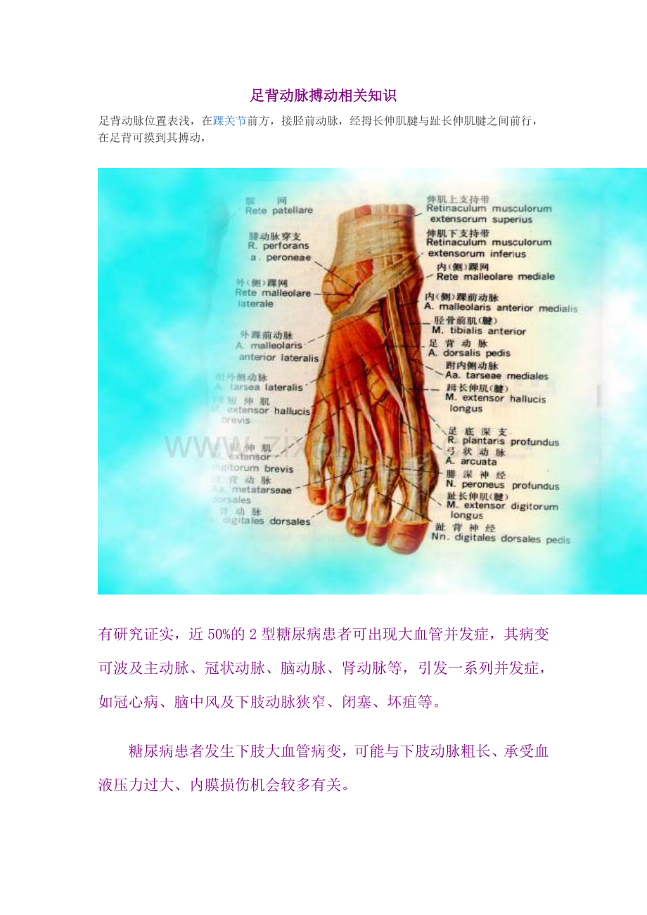 足背动脉.doc_第1页