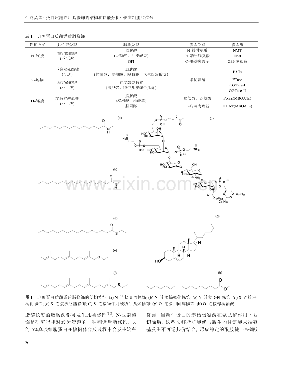 蛋白质翻译后脂修饰.pdf_第2页