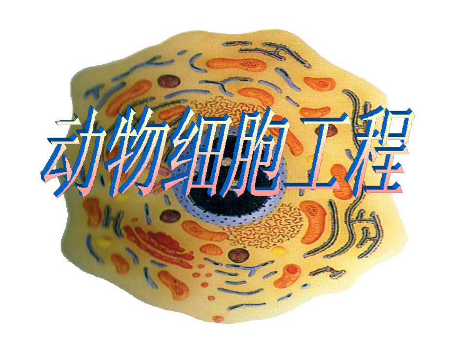YY动物细胞工程12.ppt.ppt_第1页