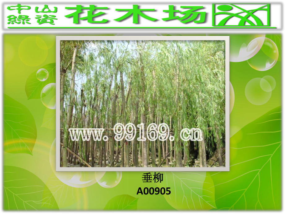 绿化,园林绿化,广东花木场之大叶杜英,垂榕,垂柳,大花第伦桃图片赏悦.pdf_第2页