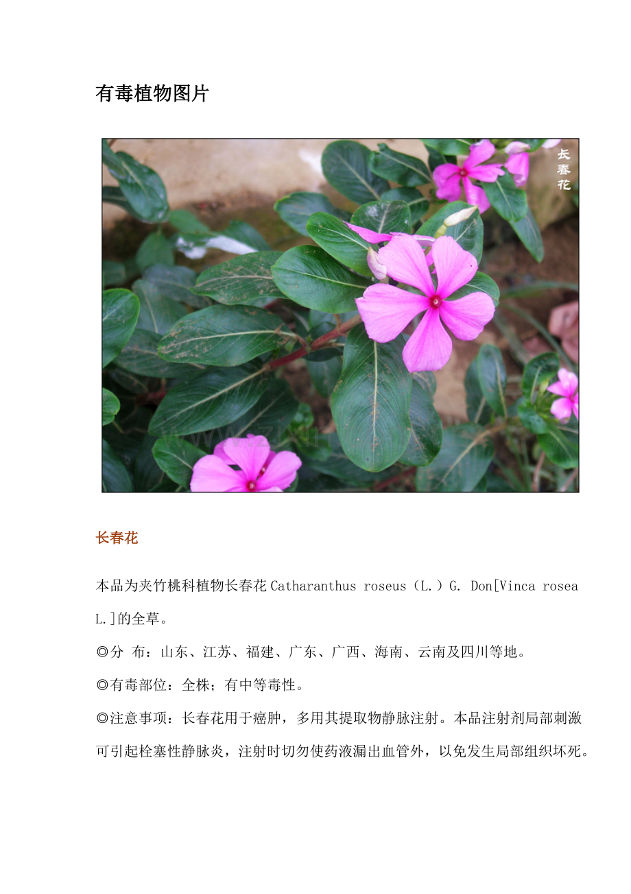 有毒植物图片.doc_第1页