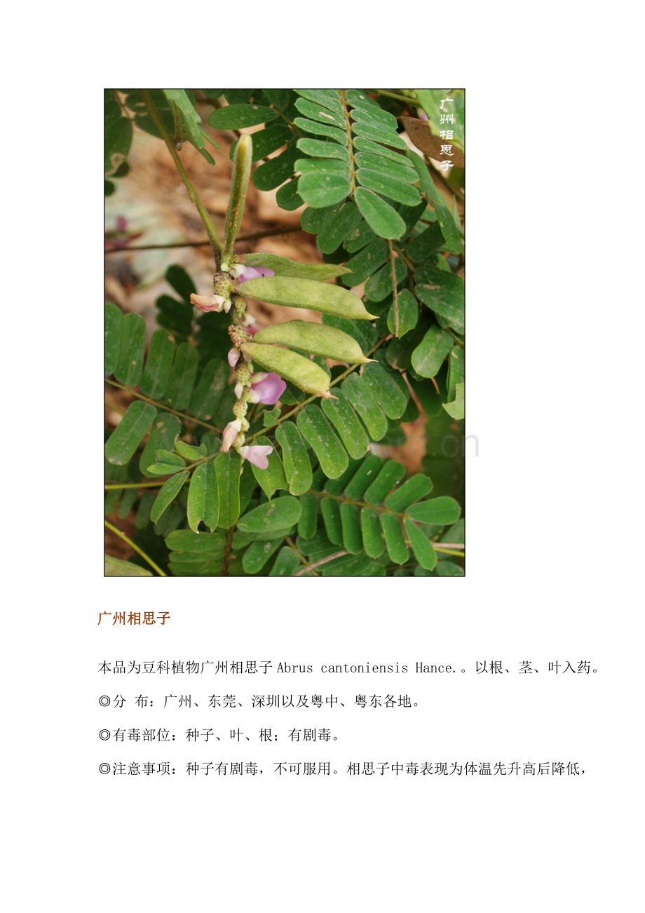 有毒植物图片.doc_第2页
